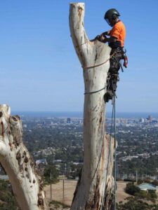 Black-Stump-Tree-Services tree lopper Adelaide Hills